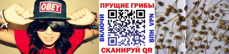 Псилоцибиновые грибы MAGIC MUSHROOMS Ессентуки